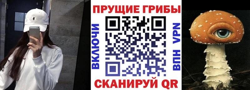 Галлюциногенные грибы Psilocybine cubensis  магазин    Подольск 
